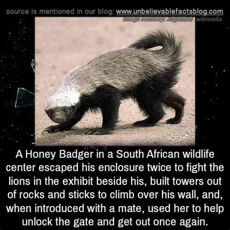 a honey badger in a south african wildlife center escaped his enclosure ...