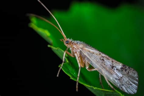 Decoding the Dobsonfly Life Cycle: From Tiny Eggs to Mighty Flies