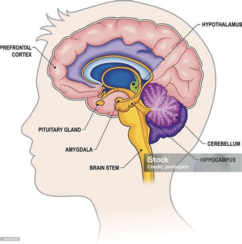 Brain Crosssection With Labels Stock Illustration - Download Image Now ...