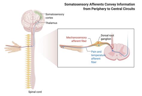 Afferent Nerve: Definition, Structure, & Example I NotesBard