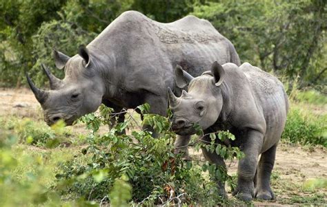 Images of Lukimbi Safari Lodge - Kruger National Park