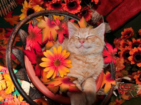 1001 + jolies exemples d'images d'automne pour fond d'écran | Beaux chats, Image automne, Petit ...