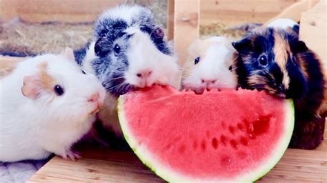 Do Pigs Like Watermelon