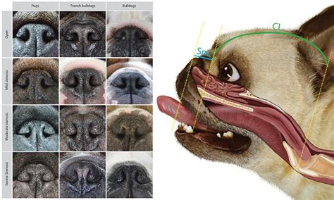 Breathing issues in pugs can't be predicted by appearance