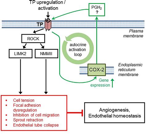 A Thromboxane A2 Receptor-Driven COX-2–Dependent Feedback Loop That ...