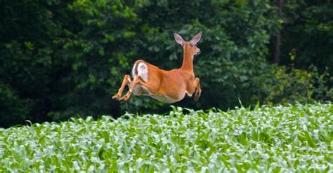 ITAP of a deer running away by jeffs211 . . . . #photos #amazingworld #world #amazingphotography ...