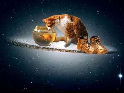 Fish Wallpaper for Cats - WallpaperSafari