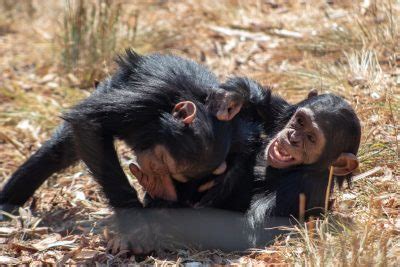 Scientists Discover Striking Similarities Between Chimpanzee and Human Infant Communication