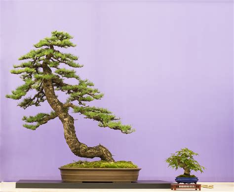 Tree 23: Japanese Larch – Northern Ireland Bonsai Society