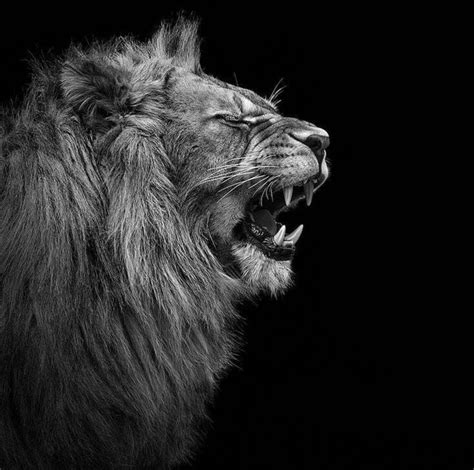 Pin by La Reina Aya on BLACK × BLACK •` | Black and white lion, Pet ...