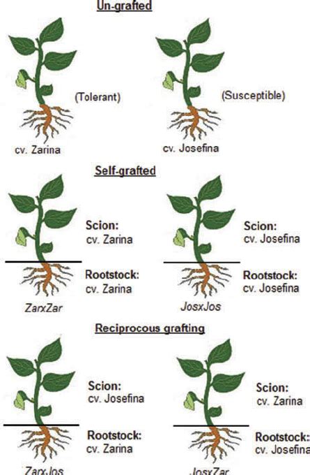 Outline of the grafting design. | Download Scientific Diagram