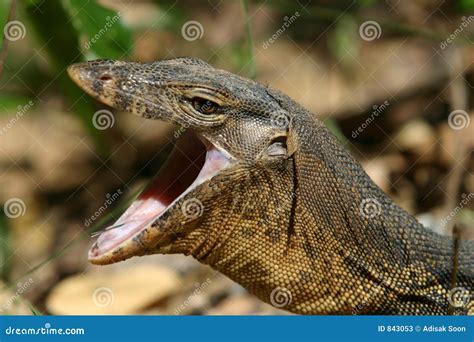 Monitor Lizard Stock Photos - Image: 843053