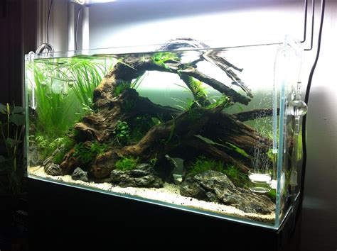 Gorgeous Aquascaping pins right here ♥_________________________♥ Click the image and check out ...