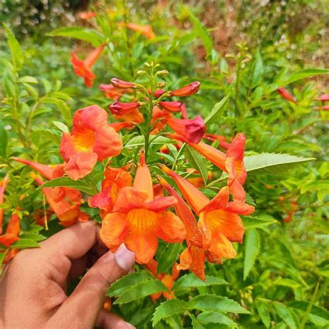 Tecoma orange plant (capensis) - Santhi Online Plants Nursery