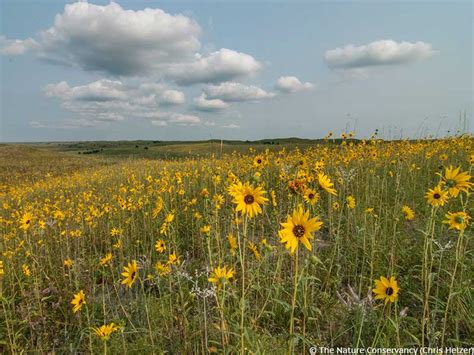 Prairie Wildflowers - The Nature Conservancy