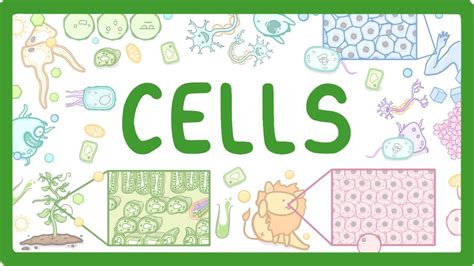 GCSE Biology - Cell Types and Cell Structure #2 - YouTube