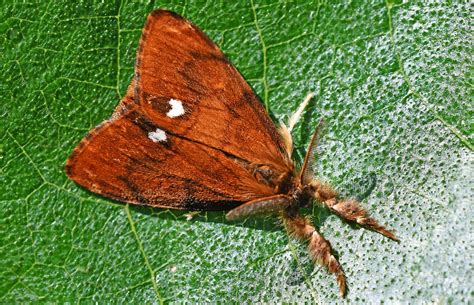 Vapourer Moth, Motcombe | Dorset Butterflies