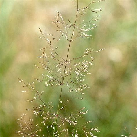 Agrostis capillaris - UF/IFAS Assessment - University of Florida ...