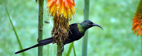 Kakamega forest national reserve - Bird watching - Kenya safari