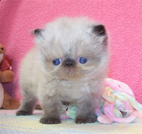 Himalayan Cat Breeders: Illinois - KittySites.Com