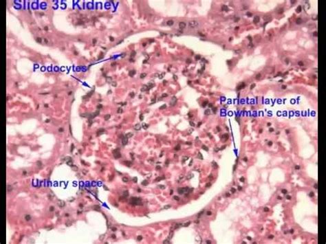 Bowman's capsule histology - YouTube