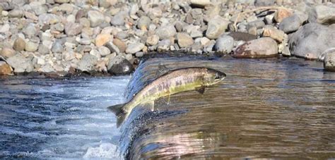 New Study Reveals the Migration Route of Atlantic Salmon | Fish Focus