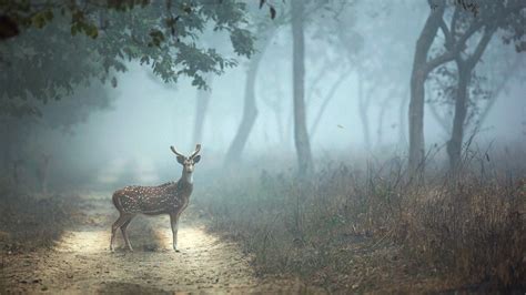 Dudhwa National Park | Safaris and tours – Dudhwa National Park and Terai – Know more about ...