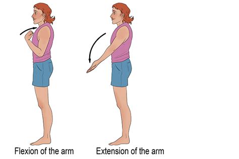 Six Main Joint Movement - Mammoth Memory definition - remember meaning