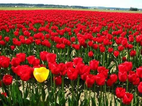 File:Single yellow tulip in a field of red tulips.JPG
