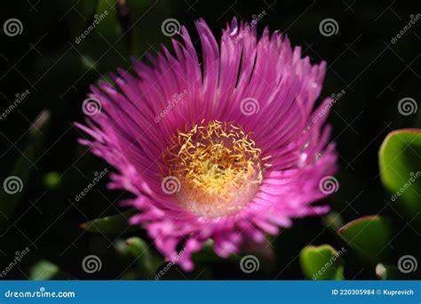 Carpobrotus Chilensis or Carpobrotus Edulis Flower Closeup Stock Photo - Image of creeping ...