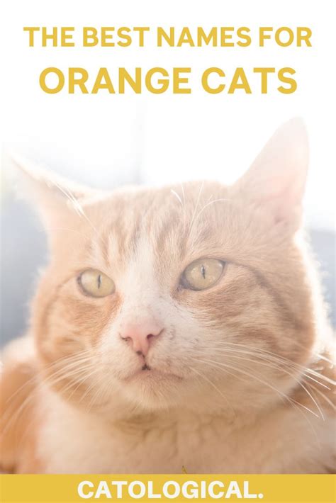 Top 200+ Names For Orange Cats: Funny, Traditional, Unique, And More! in 2020 | Cute cat names ...