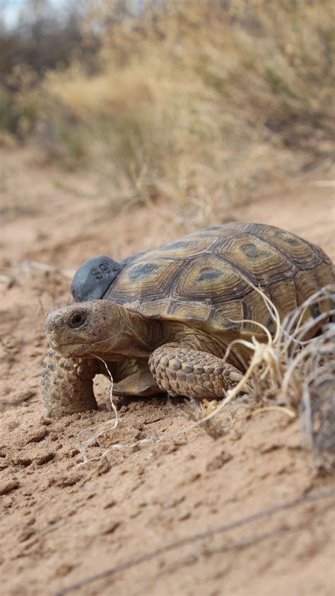 Safe Harbor Agreement proposed to release Bolson Tortoises into southern New Mexico.