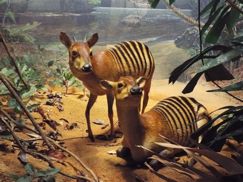 Zebra Duiker (Carnegie Museum) | Rare animals, Animals, Animals beautiful