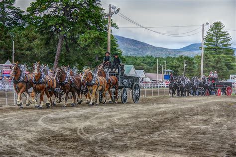 Draft Horses - Show