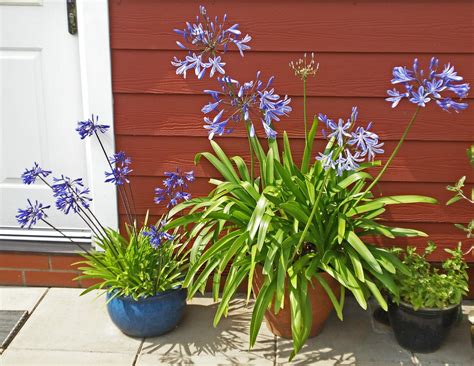 Agapanthus Container Planting: Can You Grow Agapanthus In A Pot ...