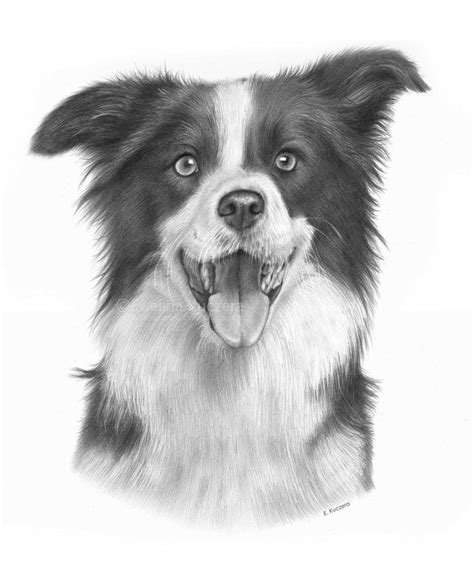 How To Draw A Realistic Border Collie Step By Step at Drawing Tutorials