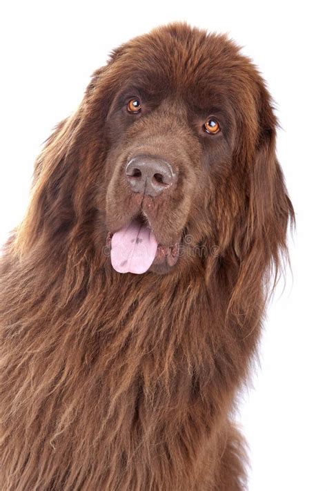 Brown Newfoundland dog stock image. Image of isolated - 16661761