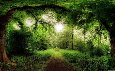 Forest Computer Wallpapers, Desktop Backgrounds | 1920x1200 | ID ... | Green landscape, Summer ...