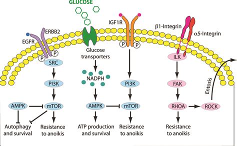 Resistance to anoikis in transcoelomic shedding: the role of glycolytic enzymes