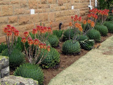 How to Grow and Care for Aloe | World of Succulents