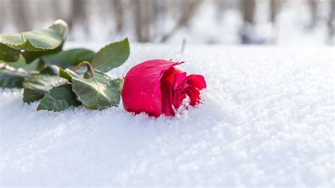 Photo Red rose Winter Snow flower 3840x2160