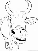 Baby Cow Coloring Pages At GetColoringscom  Free Printable Colorings sketch template