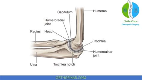 Elbow Anatomy - Full & Easy Review | OrthoFixar 2024