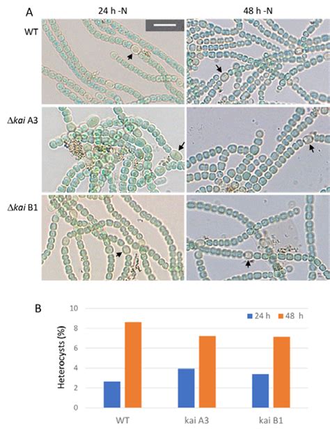 Figure S2. Heterocyst formation in the Δkai mutants of Anabaena sp ...