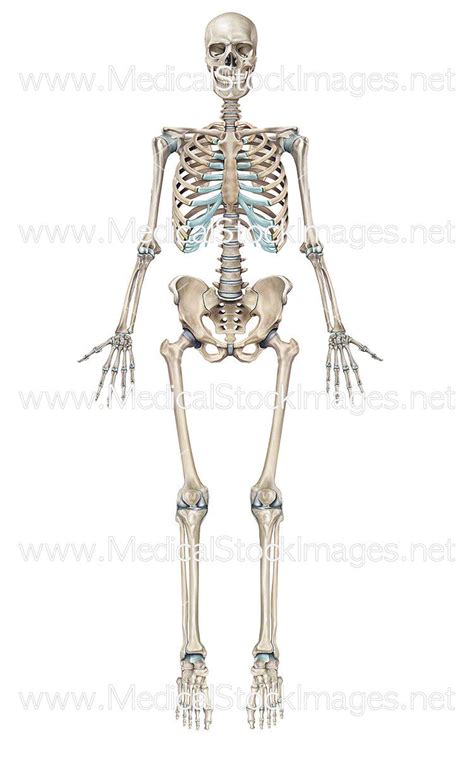 Full Human Skeleton Anterior View (Male). – Medical Stock Images Company