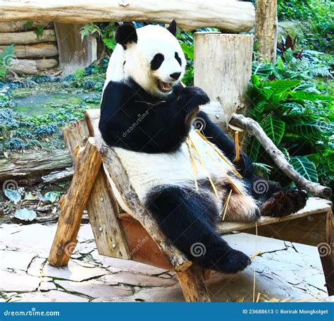 Giant Panda Eating Bamboo Stock Photos - Image: 23688613