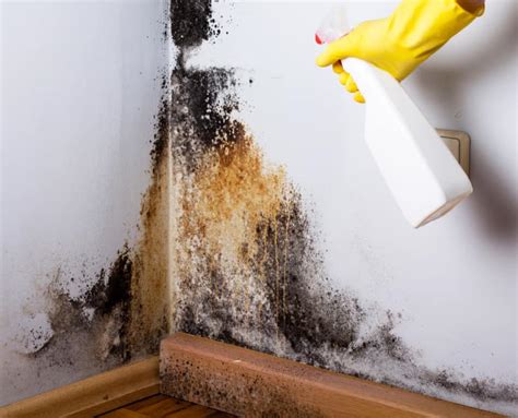 HOW TO CLEAN MOLD - Branch Environmental