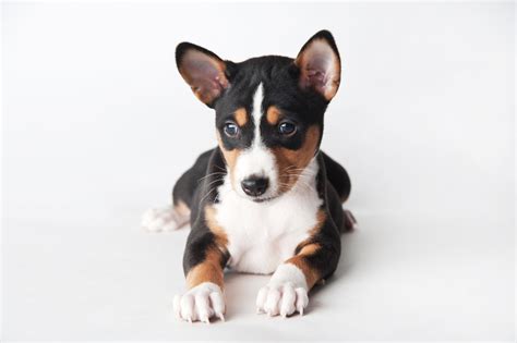 45+ Are Basenjis Good Apartment Dogs - l2sanpiero