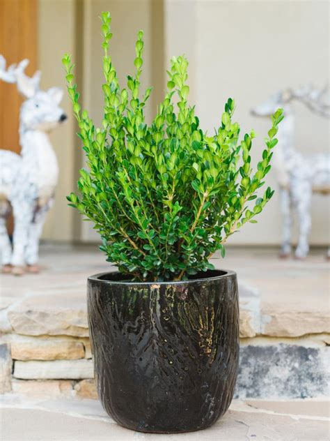 Winter-Friendly Patio Plants | HGTV