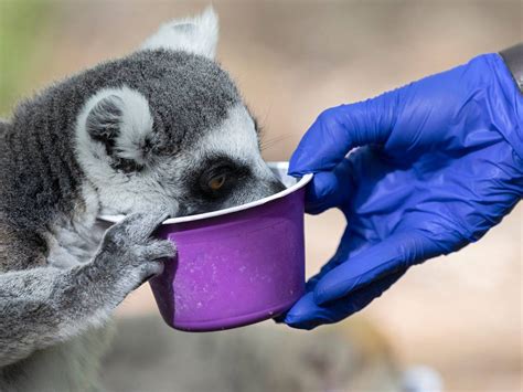 Duke Lemur Center promotes reduced-harm primate research | Raleigh News & Observer